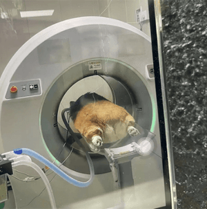 Mobile CT Scanner Veterinary